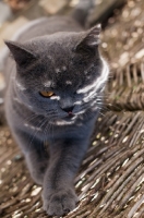 Picture of blue British Shorthair cat in sheltered spot