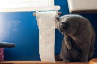 Picture of blue British Shorthair cat looking at toilet paper