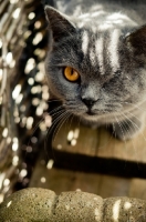 Picture of blue British Shorthair cat, looking at camera