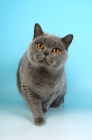Picture of blue british shorthair cat looking curious