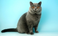 Picture of blue british shorthair cat looking at camera