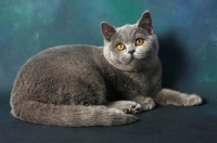 Picture of blue british shorthair cat lying down, looking away