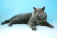 Picture of blue british shorthair cat lying down