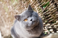 Picture of blue British Shorthair cat near fence