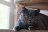 Picture of blue British Shorthair cat on cat tree