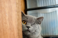 Picture of blue British Shorthair cat, one missing eye