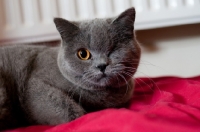 Picture of blue British Shorthair cat, one eye closed