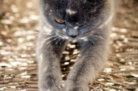 Picture of blue British Shorthair cat outdoors in shade