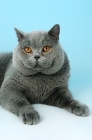 Picture of blue british shorthair cat portrait