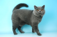 Picture of blue british shorthair cat standing