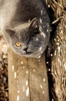Picture of blue British Shorthair cat standing in shade next to fence