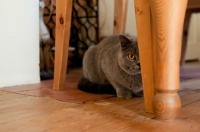 Picture of blue British Shorthair cat underneath a table