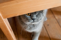 Picture of blue British Shorthair cat under chair