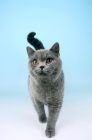 Picture of blue british shorthair cat walking