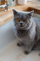 Picture of blue British Shorthair cat with only one eye