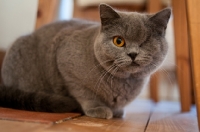 Picture of blue British Shorthair cat