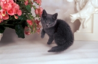 Picture of blue British Shorthair kitten, indoors