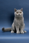 Picture of Blue British Shorthair on blue background
