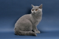 Picture of blue British Shorthair, sitting