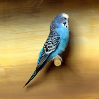 Picture of blue budgerigar on perch