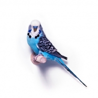 Picture of blue budgie