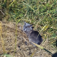 Picture of blue burmese cat, ch bahkta pilot, asleep in long grass