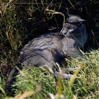 Picture of blue burmese cat, ch bahkta pilot, lying in long grass