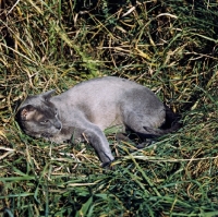 Picture of blue burmese cat, ch bahkta pilot, basking