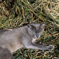Picture of blue burmese cat, ch bahkta pilot, asleep in grass