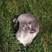 Picture of blue burmese cat looking up watching