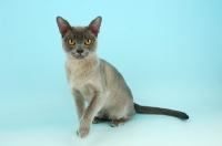 Picture of blue burmese cat on blue background