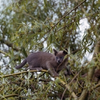Picture of blue burmese cat up a tree watching