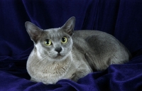 Picture of blue burmese cat