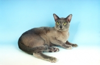 Picture of blue Burmese lying down