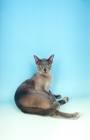 Picture of blue Burmese lying down