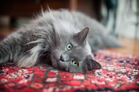 Picture of blue cat resting on carpet