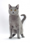 Picture of blue Chartreux cat, front view