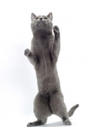 Picture of blue Chartreux cat on hind legs