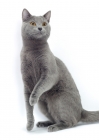 Picture of blue Chartreux cat, one leg up