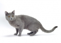 Picture of blue Chartreux cat side view