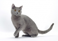 Picture of blue Chartreux cat sitting down