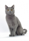 Picture of blue Chartreux cat sitting on white background