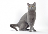 Picture of blue Chartreux cat 
