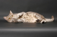 Picture of blue classic tabby American Shorthair cat resting on grey background
