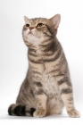 Picture of Blue Classic Tabby American Shorthair cat