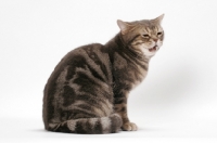 Picture of Blue Classic Tabby American Shorthair cat meowing