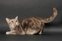 Picture of blue classic tabby American Shorthair cat