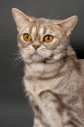 Picture of blue classic tabby American Shorthair cat, head study