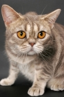 Picture of blue classic tabby American Shorthair cat looking at camera