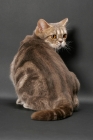 Picture of blue classic tabby American Shorthair cat, back view